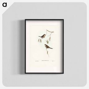 アートポスター-Plain-coloured Finch
 - ジョン グールド Poster.