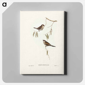 アートパネル-Plain-coloured Finch
 - ジョン グールド Canvas.