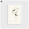 アートポストカード-Plain-coloured Finch
 - ジョン グールド Postcard.