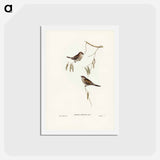 アートポストカード-Plain-coloured Finch
 - ジョン グールド Postcard.
