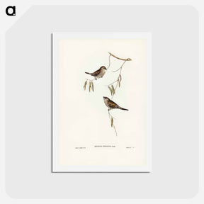 アートポストカード-Plain-coloured Finch
 - ジョン グールド Postcard.