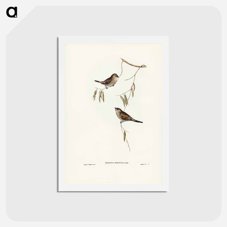 アートポストカード-Plain-coloured Finch
 - ジョン グールド Postcard.