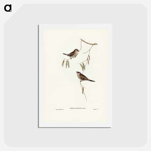 アートポストカード-Plain-coloured Finch
 - ジョン グールド Postcard.