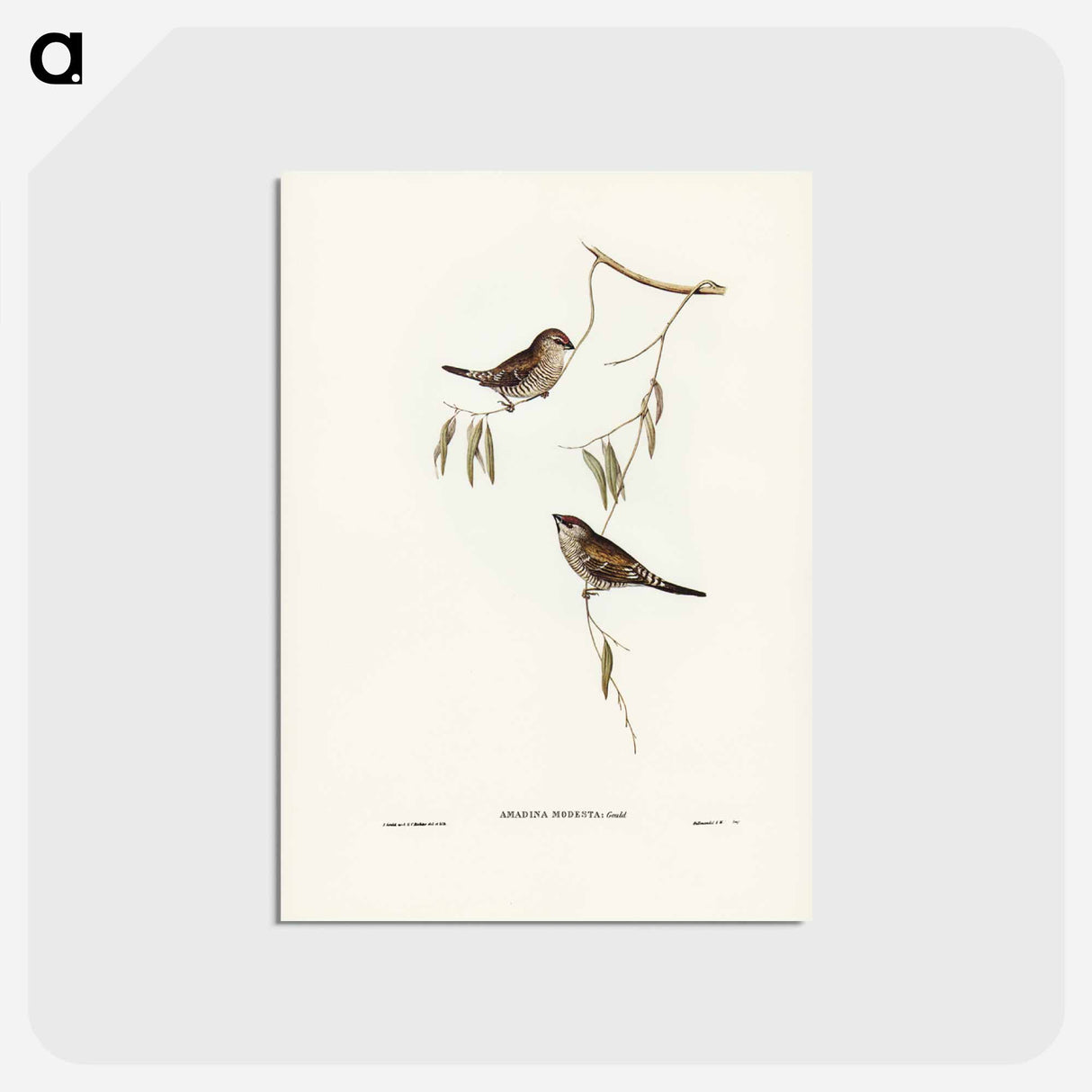 アートポストカード-Plain-coloured Finch
 - ジョン グールド Postcard.