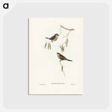アートポストカード-Plain-coloured Finch
 - ジョン グールド Postcard.