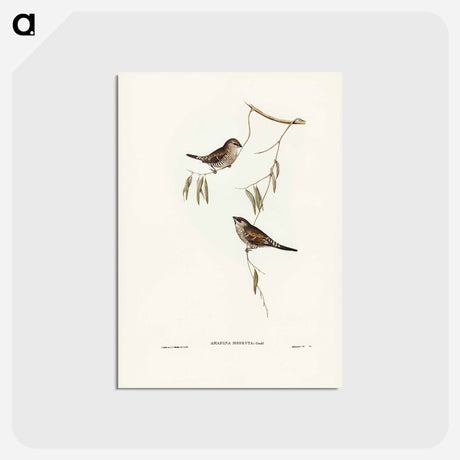 アートポストカード-Plain-coloured Finch
 - ジョン グールド Postcard.