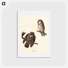 アートポストカード-Tengmalm's Owl
 - ジョン ジェームス オーデュボン Postcard.
