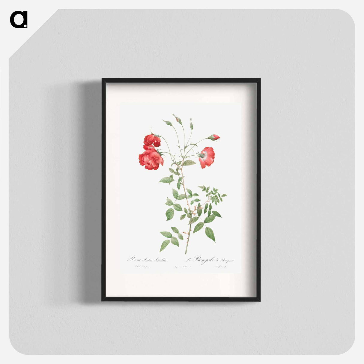 Red Rose - Pierre Joseph Redouté Poster.