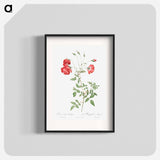 Red Rose - Pierre Joseph Redouté Poster.