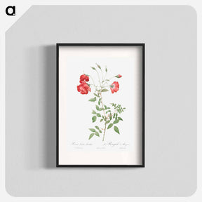 アートポスター-Red Rose - ピエール ジョゼフ ルドゥーテ Poster.