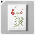 4-44_Pierre-Joseph-Redoute_canvas