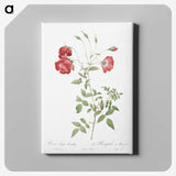 4-44_Pierre-Joseph-Redoute_canvas