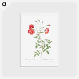 アートポストカード-Red Rose - ピエール ジョゼフ ルドゥーテ Postcard.