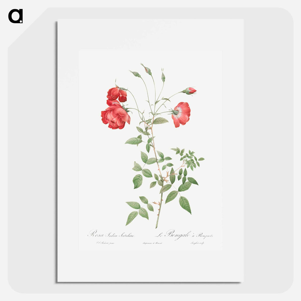 Red Rose - Pierre Joseph Redouté Poster.
