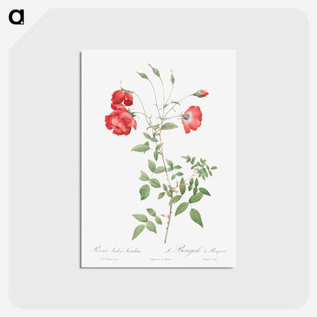 アートポストカード-Red Rose - ピエール ジョゼフ ルドゥーテ Postcard.