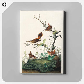アートパネル-Winter Wren and Rock Wren from Birds of America
 - アメリカの鳥たち Canvas.