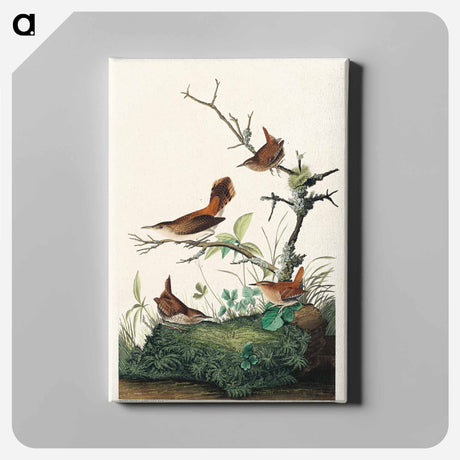 アートパネル-Winter Wren and Rock Wren from Birds of America
 - アメリカの鳥たち Canvas.