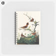 アートメモ帳-Winter Wren and Rock Wren from Birds of America
 - アメリカの鳥たち Memo.