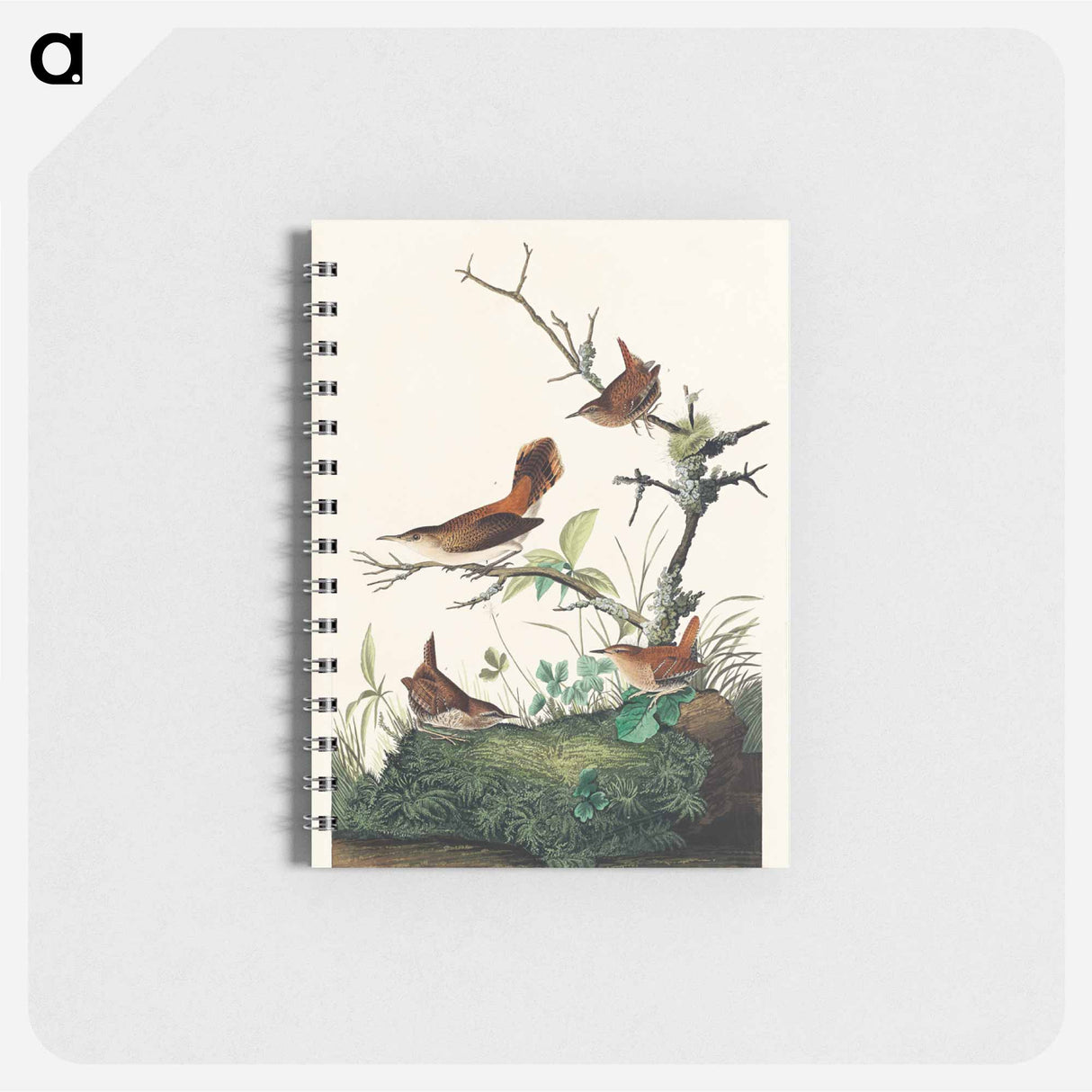 アートメモ帳-Winter Wren and Rock Wren from Birds of America
 - アメリカの鳥たち Memo.