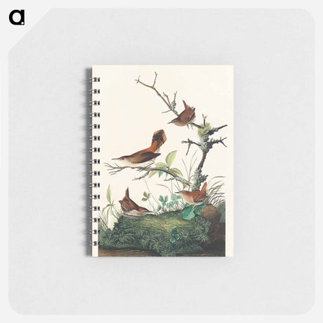 アートメモ帳-Winter Wren and Rock Wren from Birds of America
 - アメリカの鳥たち Memo.