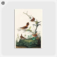 アートポストカード-Winter Wren and Rock Wren from Birds of America
 - アメリカの鳥たち Postcard.