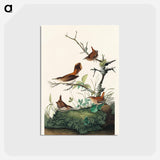 アートポストカード-Winter Wren and Rock Wren from Birds of America
 - アメリカの鳥たち Postcard.