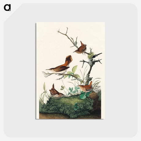 アートポストカード-Winter Wren and Rock Wren from Birds of America
 - アメリカの鳥たち Postcard.