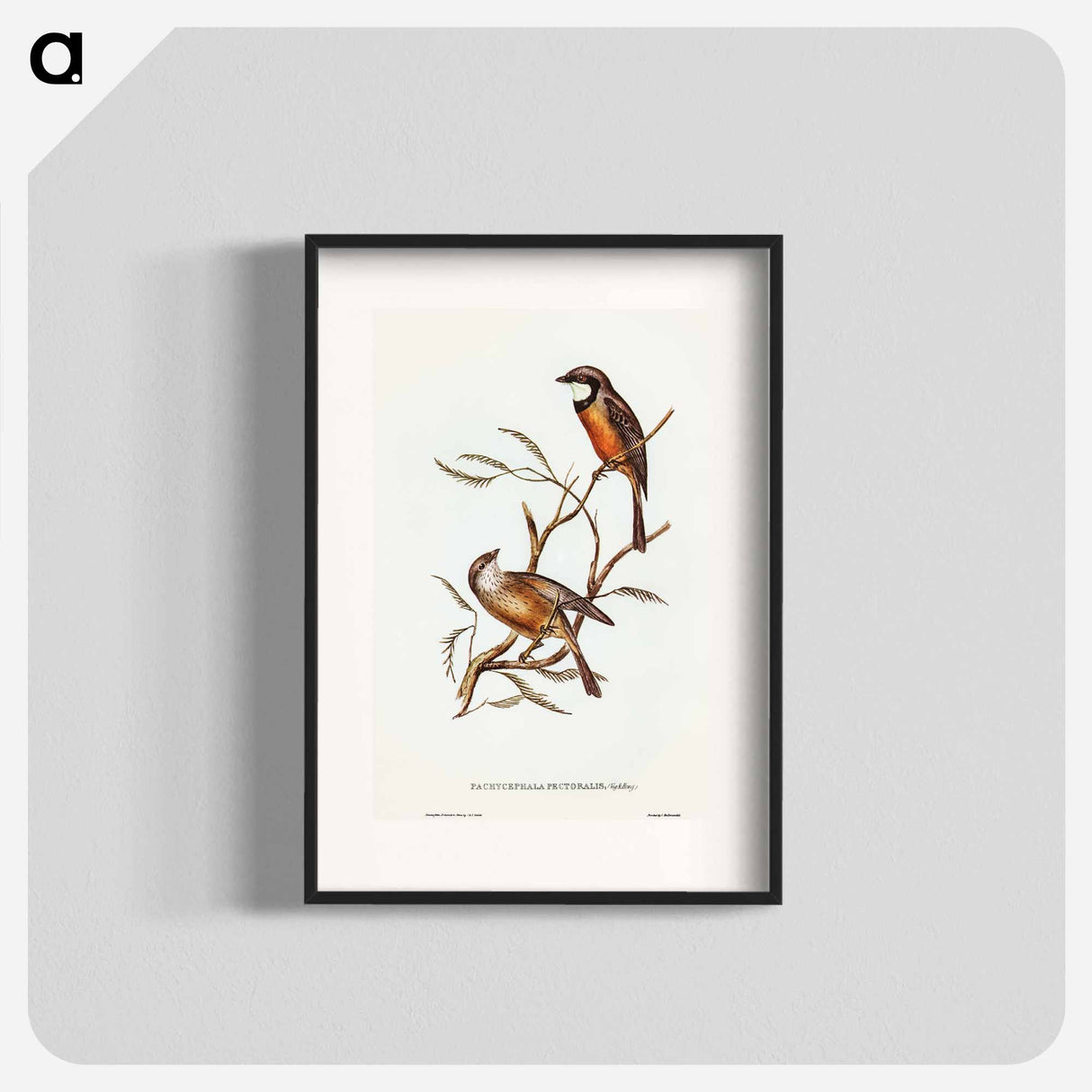 Banded Thickhead
 - オーストラリアの鳥 Poster.