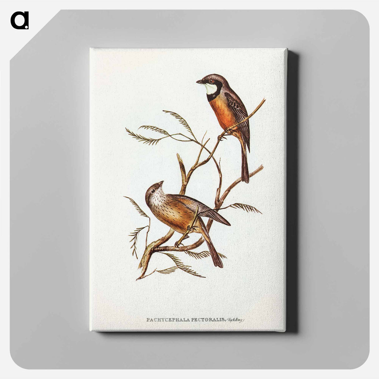 Banded Thickhead
 - オーストラリアの鳥 Canvas.