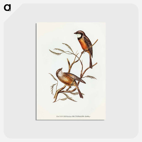 アートポストカード-Banded Thickhead
 - オーストラリアの鳥 Postcard.