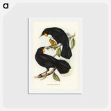 アートポストカード-Gould's Neomorpha
 - ジョン グールド Postcard.