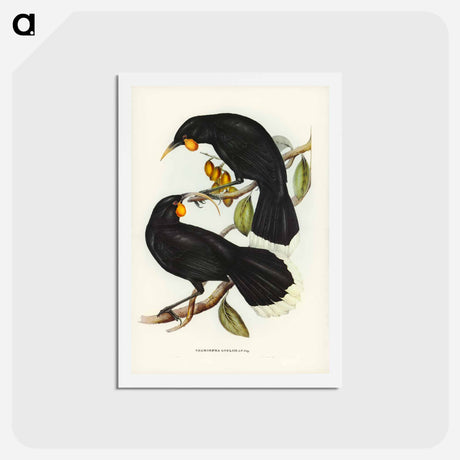 アートポストカード-Gould's Neomorpha
 - ジョン グールド Postcard.