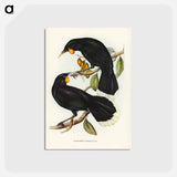 アートポストカード-Gould's Neomorpha
 - ジョン グールド Postcard.