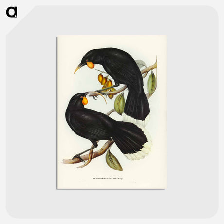 アートポストカード-Gould's Neomorpha
 - ジョン グールド Postcard.