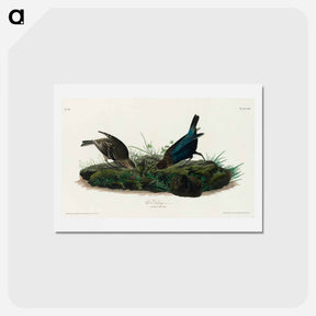 アートポストカード-Cow-pen Bird
 - ジョン ジェームス オーデュボン Postcard.