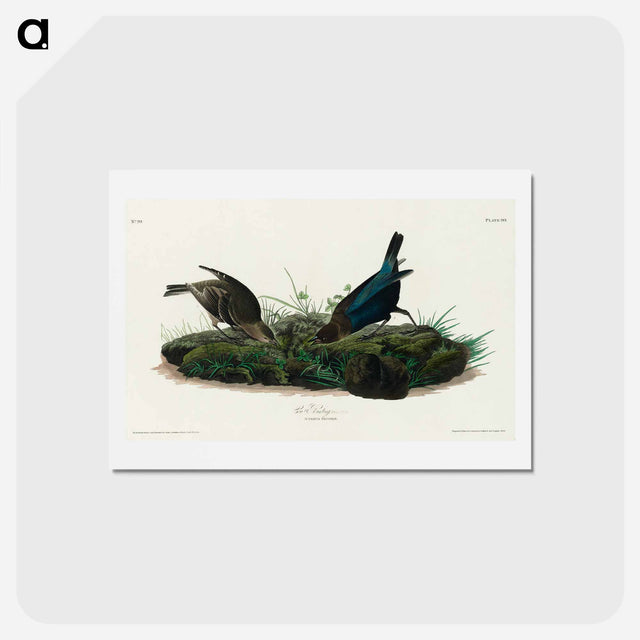 アートポストカード-Cow-pen Bird
 - ジョン ジェームス オーデュボン Postcard.