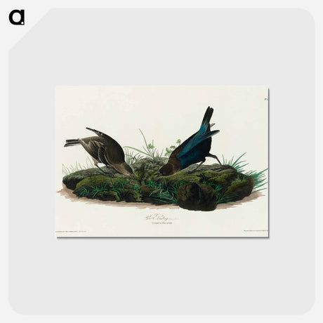 アートポストカード-Cow-pen Bird
 - ジョン ジェームス オーデュボン Postcard.