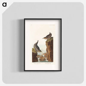 アートポスター-Columbian Water Ouzel and Arctic Water Ouzel from Birds of America
 - アメリカの鳥たち Poster.