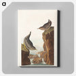アートパネル-Columbian Water Ouzel and Arctic Water Ouzel from Birds of America
 - アメリカの鳥たち Canvas.