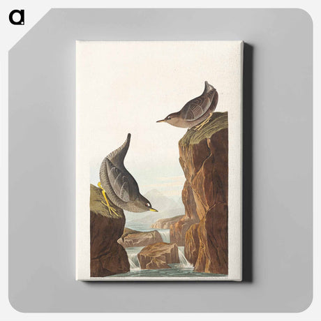 アートパネル-Columbian Water Ouzel and Arctic Water Ouzel from Birds of America
 - アメリカの鳥たち Canvas.