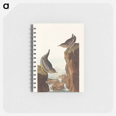 アートメモ帳-Columbian Water Ouzel and Arctic Water Ouzel from Birds of America
 - アメリカの鳥たち Memo.