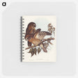 アートメモ帳-Boobook Owl
 - オーストラリアの鳥 Memo.