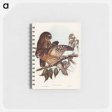 アートメモ帳-Boobook Owl
 - オーストラリアの鳥 Memo.