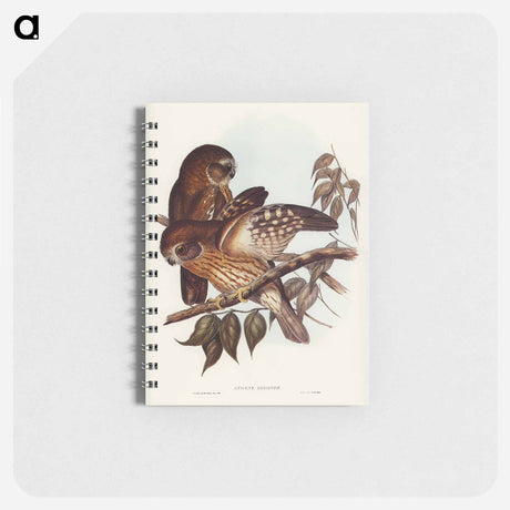 アートメモ帳-Boobook Owl
 - オーストラリアの鳥 Memo.