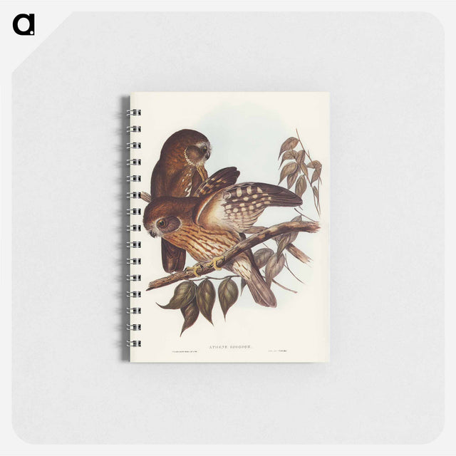 アートメモ帳-Boobook Owl
 - オーストラリアの鳥 Memo.