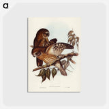 アートポストカード-Boobook Owl
 - オーストラリアの鳥 Postcard.