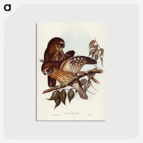 アートポストカード-Boobook Owl
 - オーストラリアの鳥 Postcard.