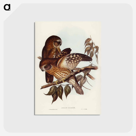 アートポストカード-Boobook Owl
 - オーストラリアの鳥 Postcard.