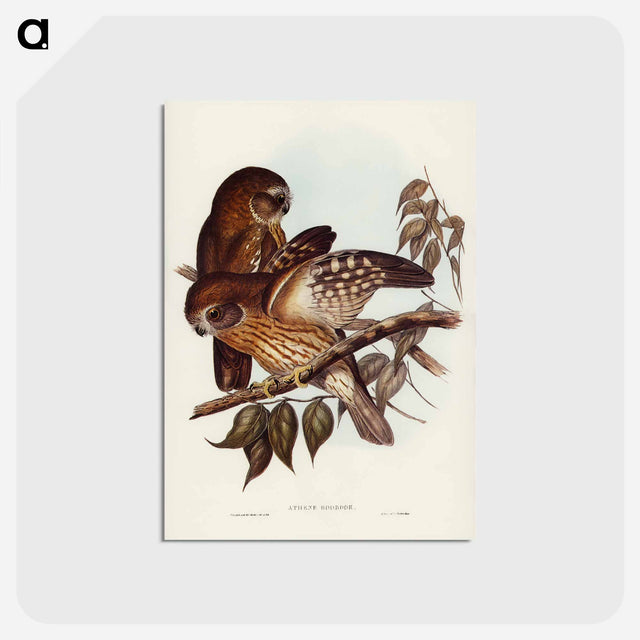 アートポストカード-Boobook Owl
 - オーストラリアの鳥 Postcard.