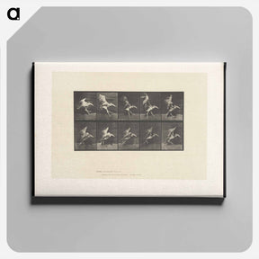 アートパネル-Stork in Motion
 - エドワード マイブリッジ Canvas.